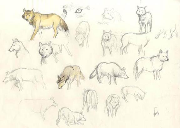 Fred Simon - Popotka le petit sioux, croquis de loup