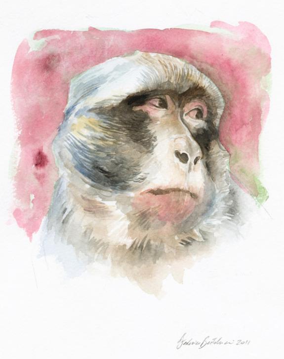 Federico Bertolucci - Love, Le Tigre, portrait d'un singe