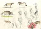 Fred Simon - Popotka le petit sioux, croquis de loup