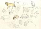 Fred Simon - Popotka le petit sioux, croquis de loup