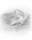 Paul Kidby - Le royaume enchant&eacute;, Hatching dragon