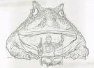 Geof Darrow - Shaolin Cowboy, Grenouille et h&eacute;ros assis