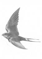 Erl&eacute; Ferronni&egrave;re - F&eacute;es et D&eacute;esses, Oiseau