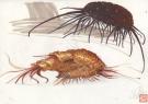Serge Pell&eacute; - Orbital, &Eacute;tude de bestiols(science fiction)