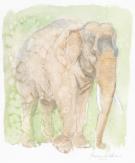 Federico Bertolucci - Love, Le Tigre,  &eacute;l&eacute;phant