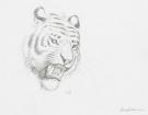 Federico Bertolucci - Love, Le Tigre, portrait tigre