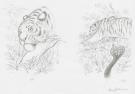 Federico Bertolucci - Love, Le Tigre, tigre et naja