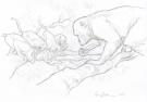 Federico Bertolucci - Love, Le Tigre, singes
