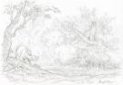 Federico Bertolucci - Love, Le Tigre, dessin in&eacute;dit