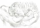 Federico Bertolucci - Love, Le Tigre, tigre combat une panth