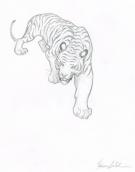 Federico Bertolucci - Love, Le Tigre, tigre
