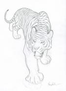 Federico Bertolucci - Love, Le Tigre, tigre