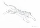 Federico Bertolucci - Love, Le Tigre, tigre 