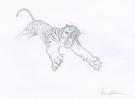 Federico Bertolucci - Love, Le Tigre, tigre
