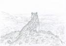 Federico Bertolucci - Love, Le Tigre, tigre 