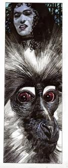 Sergio Toppi - singe
