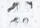 Ana Miralles - Djinn, Les 30 clochettes, Planche originale n