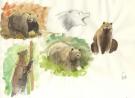 Fred Simon - Popotka le petit sioux, croquis d'ours