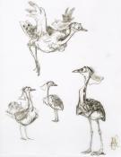 Peter de Sève - dessin sur calque épais (design d'oiseaux)