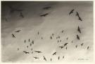 Jean-Marc Rochette - La Murmuration, illustration originale,
