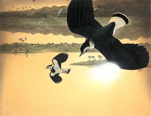 Illustration couleur, Frank Pé