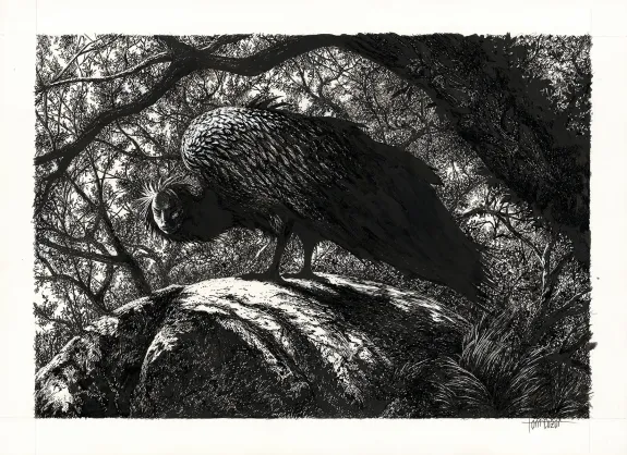 Illustration noir et blanc, Tom Cuzor