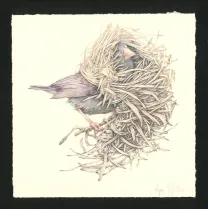 Colored illustration, Journaux troublés, Marco Mazzoni