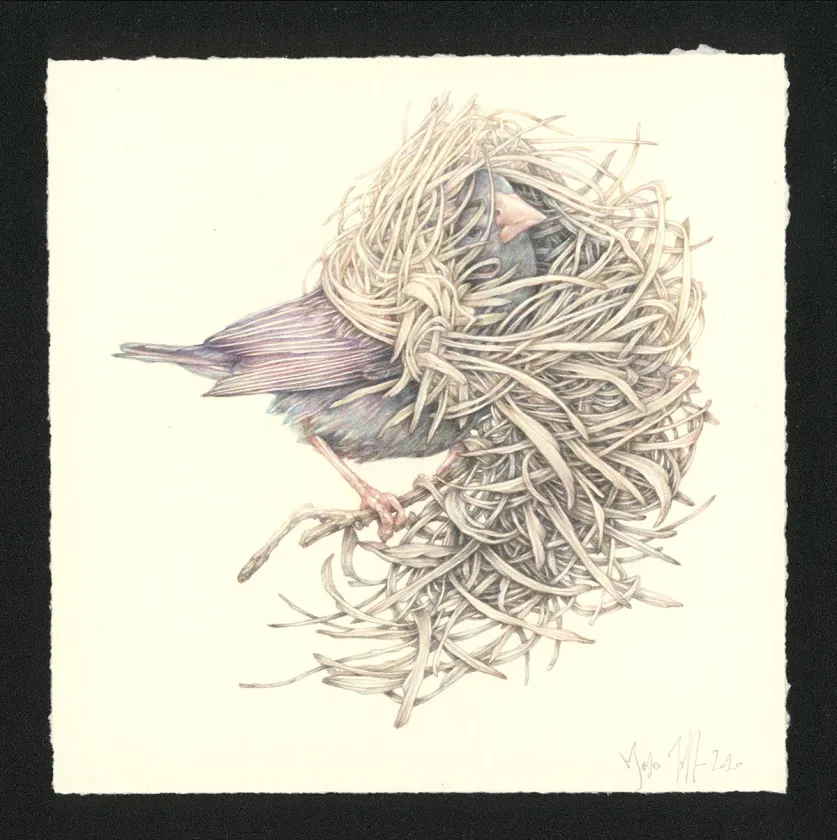 Colored illustration, Journaux troublés, Marco Mazzoni