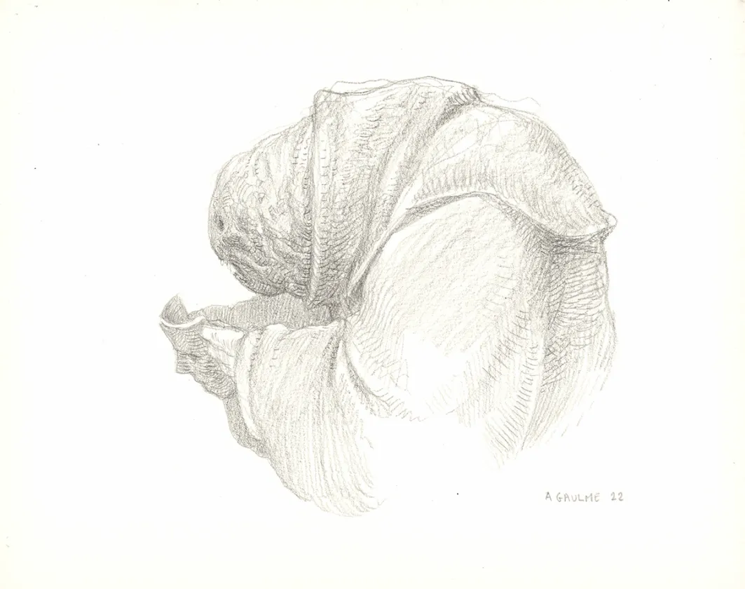Illustration noir et blanc, Les Carnets Lovecraft, Le Festival , Armel Gaulme